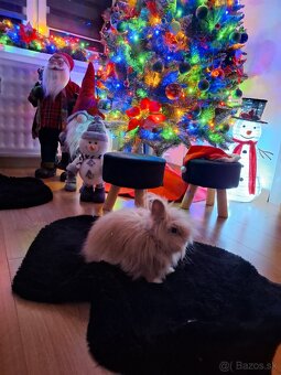 Predám zakrslého zajaca - 2