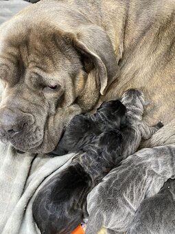 Cane Corso šteniatka - 2