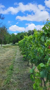 Na predaj záhrada s vinicou Hegyfarok Štúrovo - 2