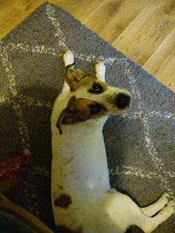 Darujem psíka kríženca Jack Russell a staforda - 2