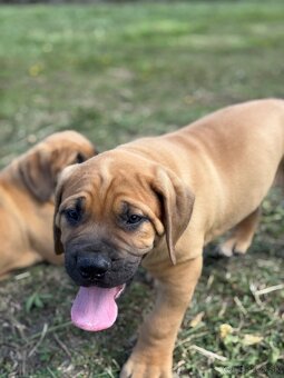 Boerboel - štěňátko pejsek - 2