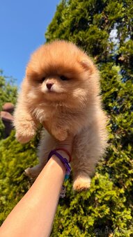 Pomeranian mini kluk - 2