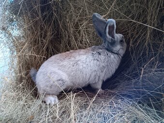 Vss samice a samce - 2