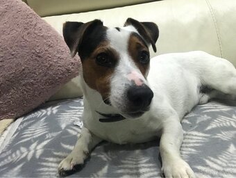 Jack Russell - 2