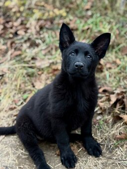 Nemecky ovciak steniatko s pp - 2