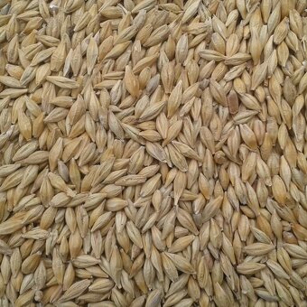 Jačmeň/Slnečnica - 2