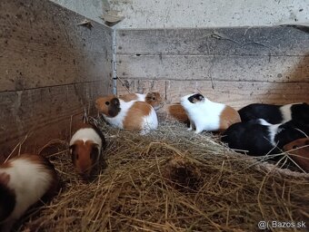 Morské prasiatka - 2