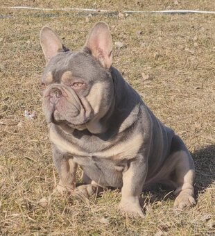 Francúzsky buldoček lilac tan krytie, - 2