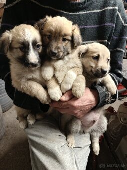 Predám šteniatka - 2