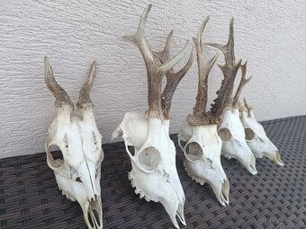 Parohy, zhody, trofeje, srnce - 2