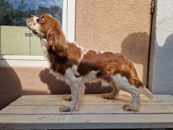 Cavalier King Charles Spaniel BH s PP - 2