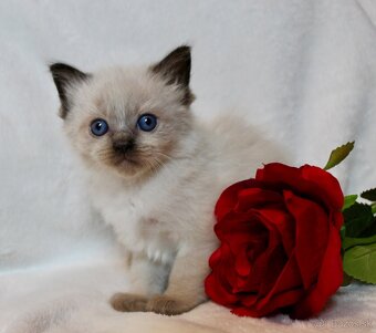 Ragdoll maciatka - 2