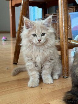 Mainska myvalia, maine  coon - 2