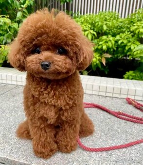 Mini Maltipoo alebo Toy Poodle - 2