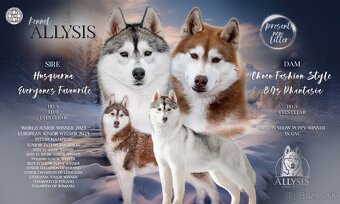 Sibirsky husky - stene s PP - 2