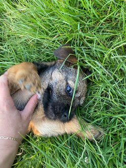 Border terrier - 2