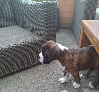 Boxer - 2