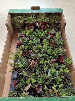 Rozchodniky,sedum,skalnicky,zelená strecha,skalka,suchýmurik - 2