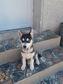 Sibirsky Husky - 2