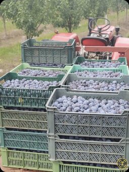 Slivky na kvas 0.48€/kg - 2