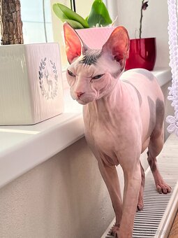 Don sphynx s PP- rodokmeňom - 2