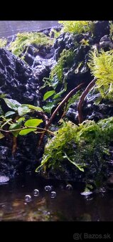 Paludárium 💥 - 2