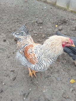 Kohút oravka 🐓🐓🐓 Indický bežec 🦆🦆 - 2