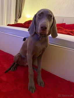 Weimařsky stavač - 2