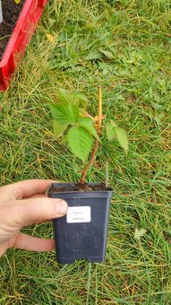 Dvakrát rodiace černice - NOVINKA - 2