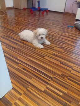 Šteniatko maltezáka - 2