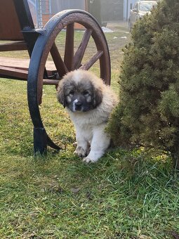 Arménsky Pastiersky - 2