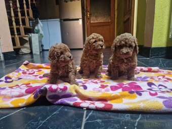 pudel trpasličí s PP - 2