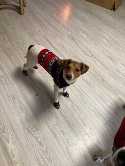 Jack Russel x Foxterier - 2