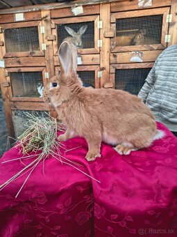 Králiky na mäso - 2