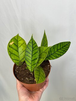 Hoya callistophylla - 2