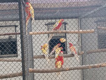 Penant zlaty pastel - 2