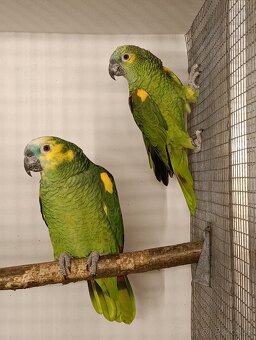 Amazoňan modročelý xanthopteryx. - 2