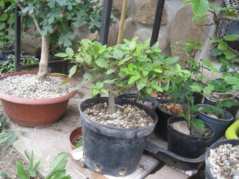 bonsai,bonsaj-hrab 3 shohin - 2