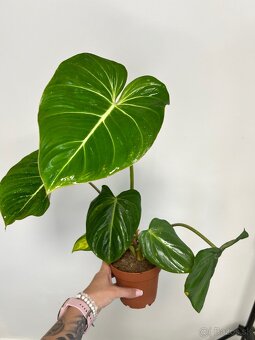 Philodendron Gloriosum - 2