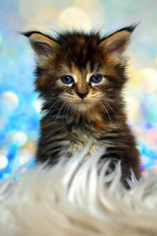 Mainska myvalia mačka - mačiatka Maine coon s PP - 2