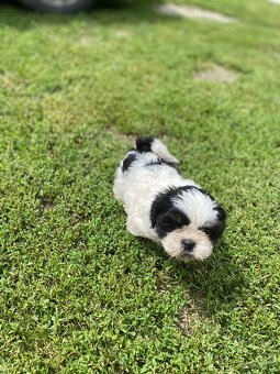 Shi-tzu,shitzu - 2
