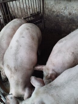 Vykrmene ošípané - 2