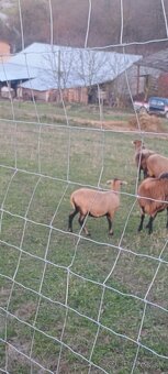 Predám kamerunské ovečky - 2