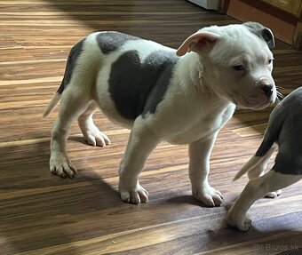 Americký stafordšírsky teriér, Staford - 2