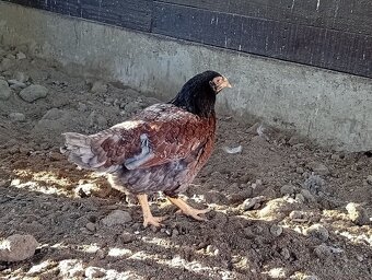 Indická bojovníčka - 2