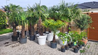 Mrazuvzdorné palmy Trachycarpus Fortunei - 2