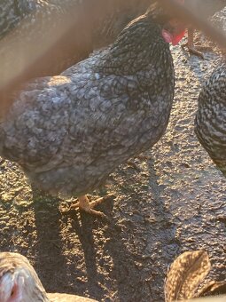 Araukana kohut 5 kusov - 2