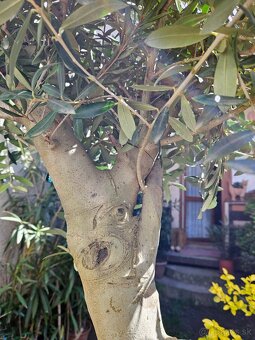 Olivovník olea europaea oliva - 2