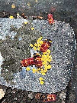 Ardentiella sp. Scarlet ( Merulanella, Isopod) - 2