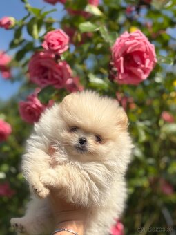 Pomeranian - 2